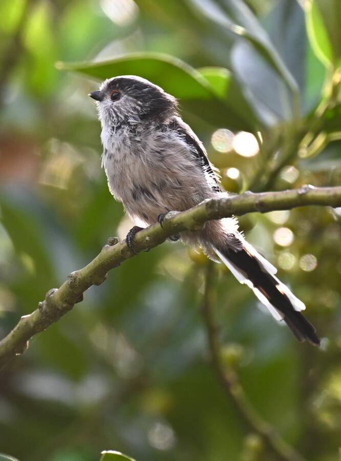 2026-08-11 6 Long tailed tit
